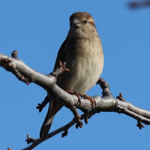 House Sparrow