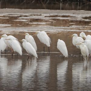 Great Egret