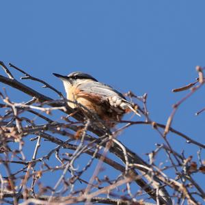 Wood Nuthatch