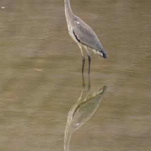 Grey Heron