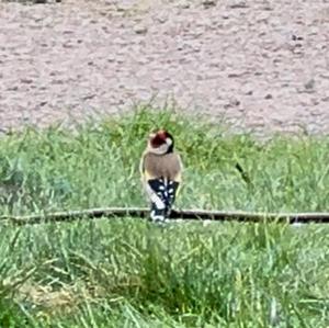 European Goldfinch