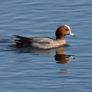 Eurasian Wigeon
