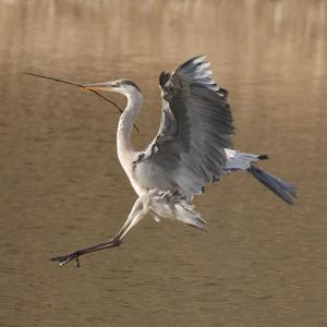 Grey Heron