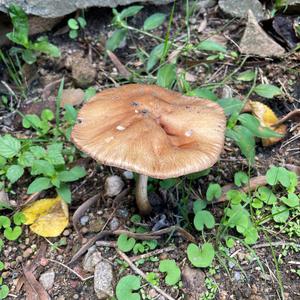 Unknown Species