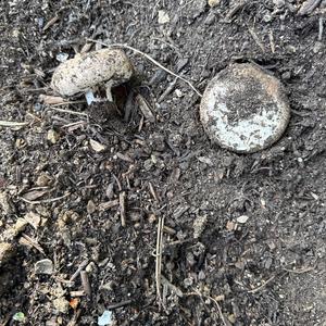 Unknown Species