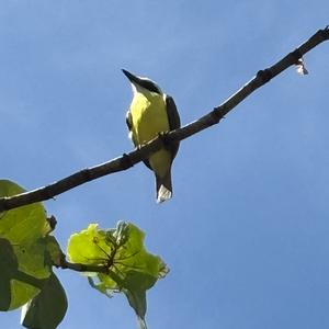 Unknown Species