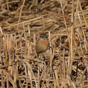 European stonechat