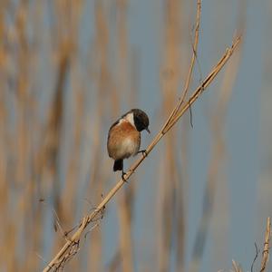 European stonechat
