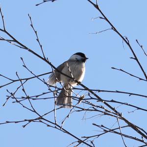 Willow Tit