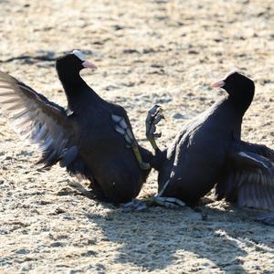 Common Coot