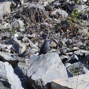 Blue Rock-thrush