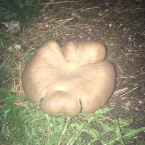 Oyster Mushroom