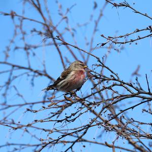 Common Redpoll