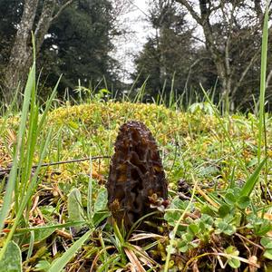 Black Morel