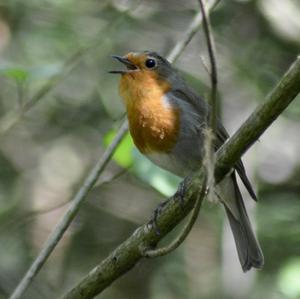 European Robin