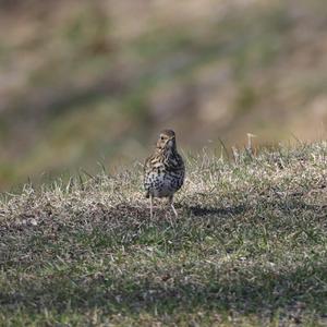 Song Thrush