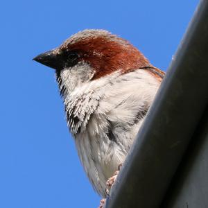 Haussperling