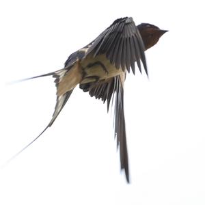 Barn Swallow