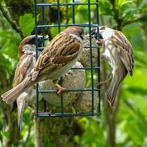 Eurasian Tree Sparrow
