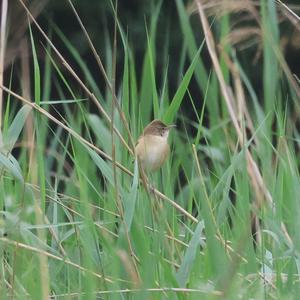 Great Reed-warbler