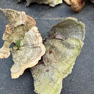 Unknown Species