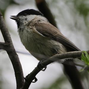 Marsh Tit