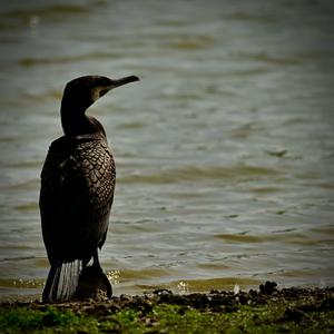 Great Cormorant