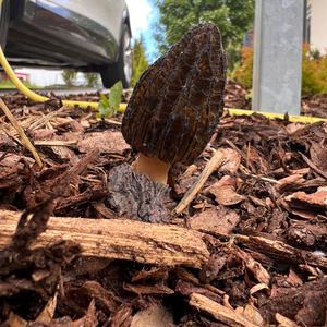 Black Morel