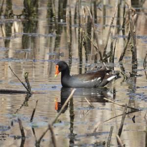 Common Moorhen