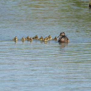 Mallard