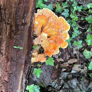 Unknown Species