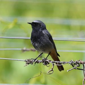 Black Redstart