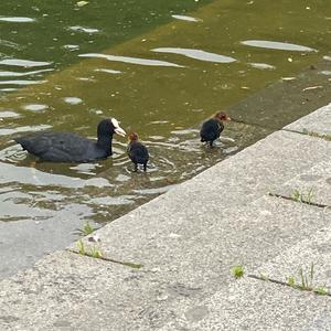 Common Moorhen