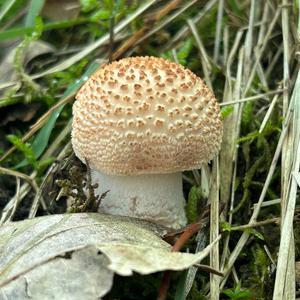Unknown Species