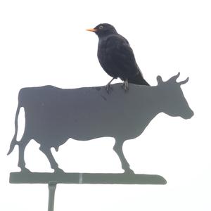 Amsel