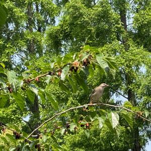 Red-billed Starling
