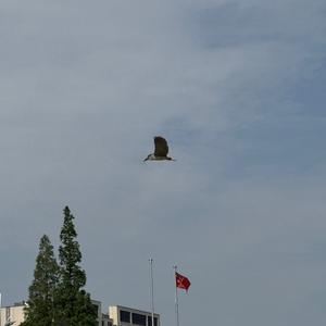 Black-crowned Night-heron