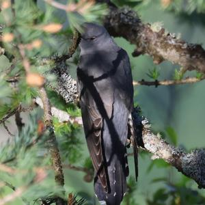 Common Cuckoo