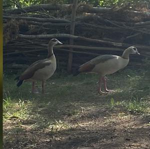 Egyptian Goose