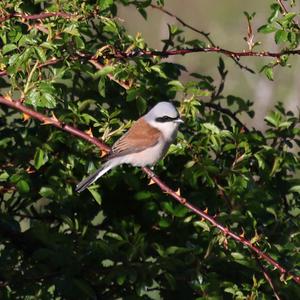 Red-backed Shrike