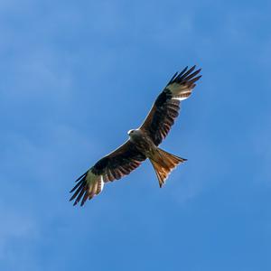 Red Kite
