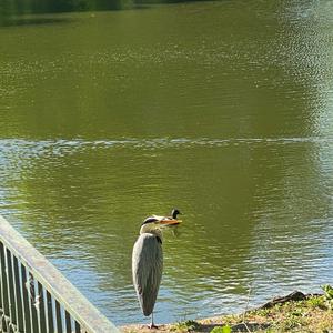 Grey Heron