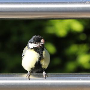 Great Tit