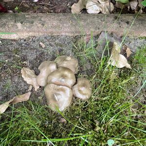 Unknown Species