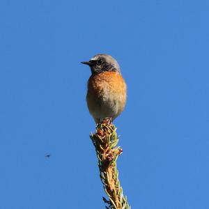 Common Redstart