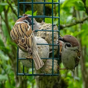 Eurasian Tree Sparrow