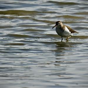 Common Sandpiper