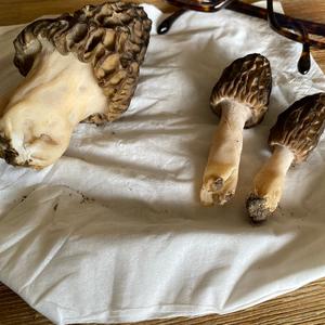Unknown Species