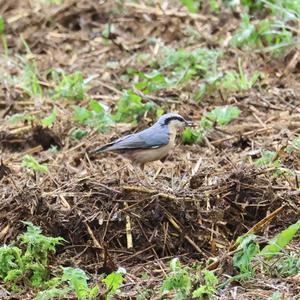 Wood Nuthatch