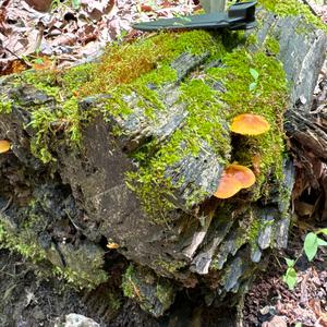 Unknown Species